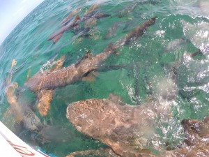 Nurse Shark Feeding Frenzy at Shark Ray Alley